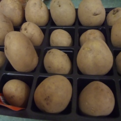 Maris Piper potatoes chitting
