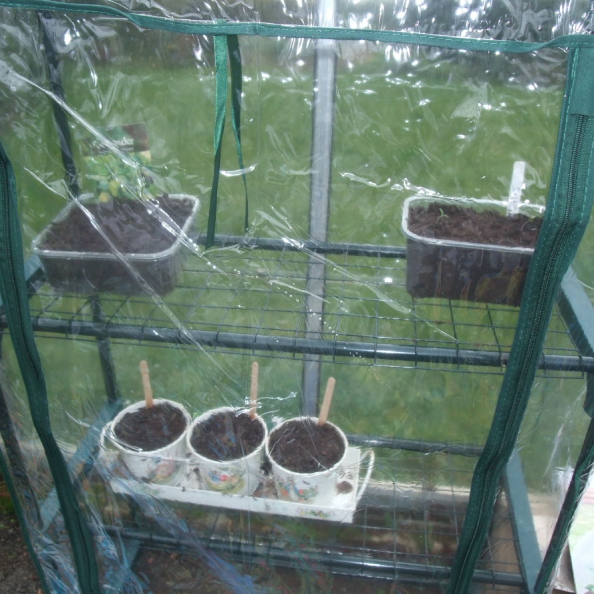 My mini greenhouse, with coriander, lettuce and some extra tomato seedlings!