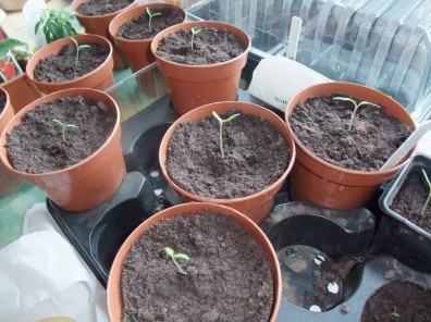 Tomato seedlings loving their new pots!