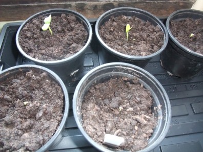 Cucumber seedlings coming through!