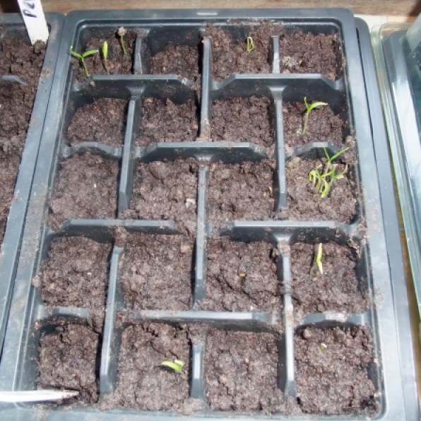 Hot Pepper seedlings