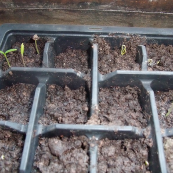 Hot Pepper seedlings