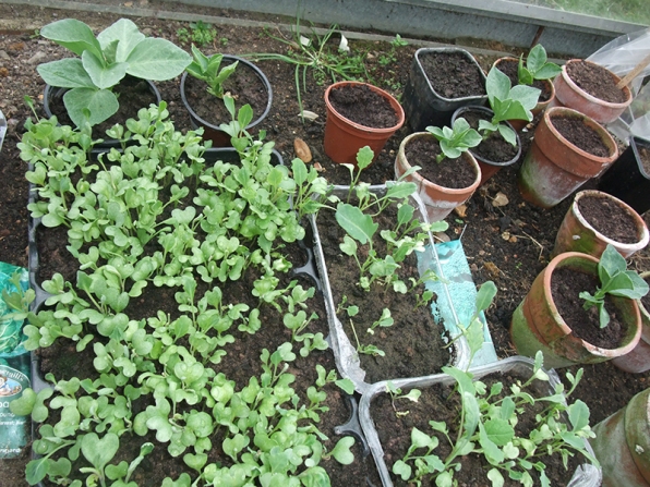 cabbage, brocolli, broad beans