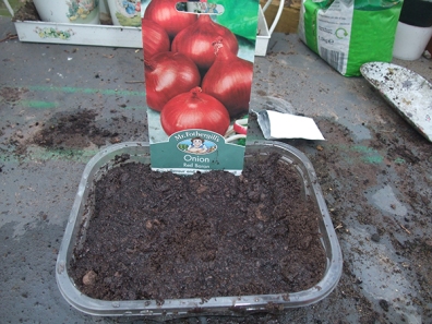 Red Onions sown